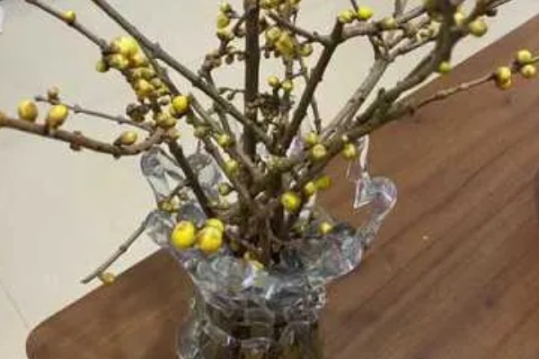 腊梅花怎么保存,首先要对其进行修剪