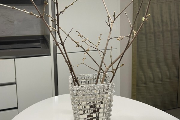 腊梅花怎么保存,首先要对其进行修剪