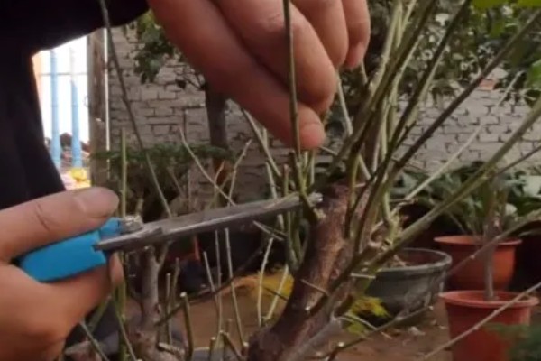 腊梅花怎么保存,首先要对其进行修剪