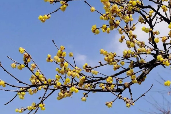 腊梅花怎么保存,首先要对其进行修剪