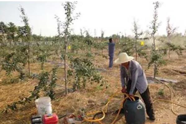 怎样提高苹果的亩产值,首先要选择高产、抗病能力强的品种