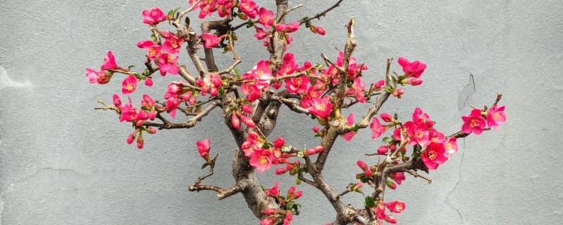 木瓜海棠花的养殖方法，选择沙质土种植为佳