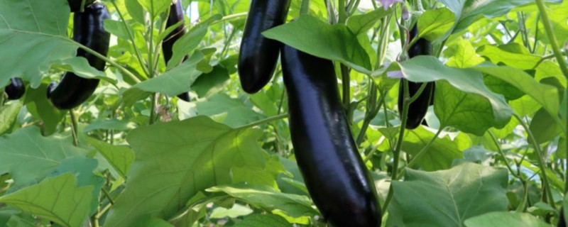 茄子如何整枝摘叶，果实膨大期的时候进行打顶