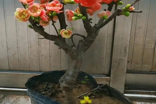 木瓜海棠花的养殖方法，选择沙质土种植为佳