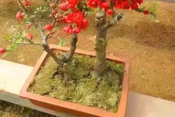 木瓜海棠花的养殖方法，选择沙质土种植为佳