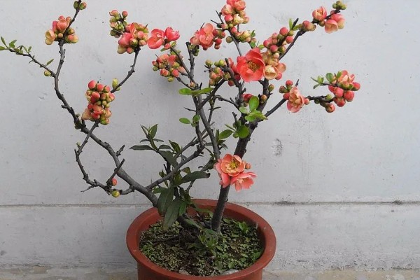 木瓜海棠花的养殖方法，选择沙质土种植为佳