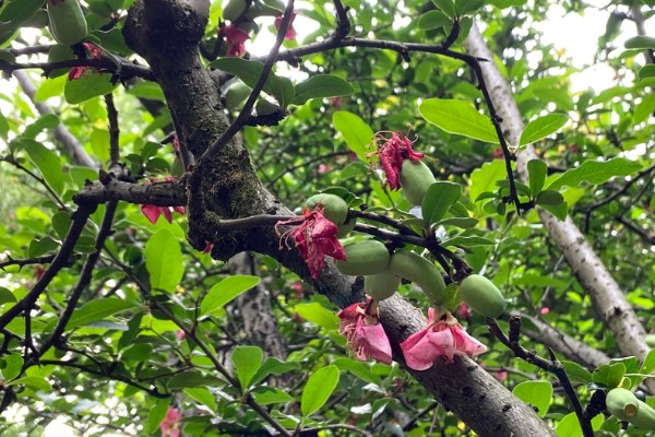 木瓜海棠花的养殖方法，选择沙质土种植为佳
