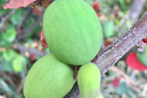木瓜海棠花的养殖方法，选择沙质土种植为佳