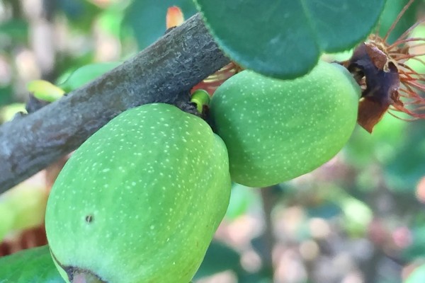 木瓜海棠花的养殖方法，选择沙质土种植为佳