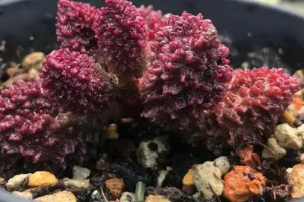 朱紫玉怎样浇水，要做到宁干勿湿