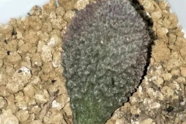 朱紫玉怎样浇水，要做到宁干勿湿