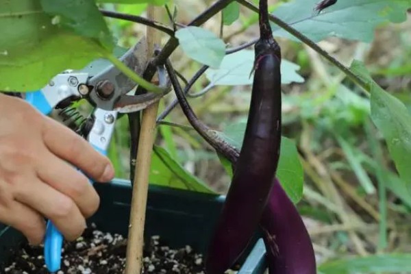 茄子如何整枝摘叶，果实膨大期的时候进行打顶