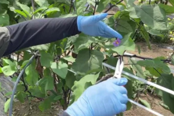 茄子如何整枝摘叶，果实膨大期的时候进行打顶