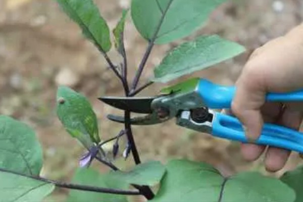 茄子如何整枝摘叶，果实膨大期的时候进行打顶