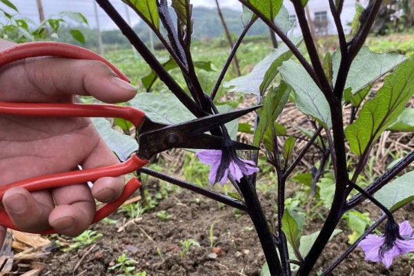 茄子如何整枝摘叶，果实膨大期的时候进行打顶