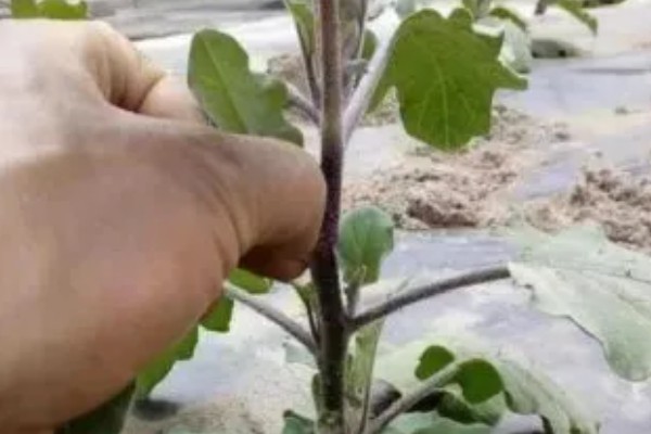 茄子如何整枝摘叶，果实膨大期的时候进行打顶