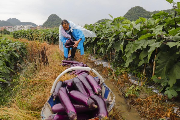 茄子如何整枝摘叶，果实膨大期的时候进行打顶