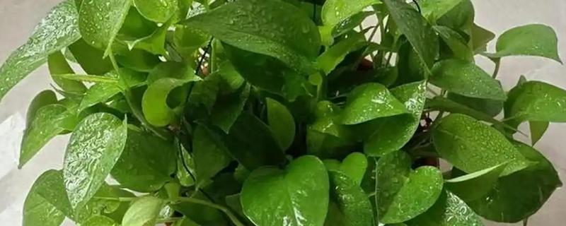 绿萝冬天如何浇水，寒冷环境一个月浇一次水