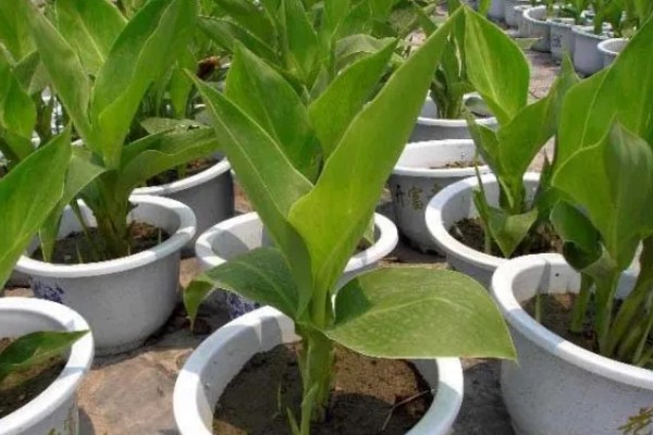 美人蕉的习性,生长期要求光照充足