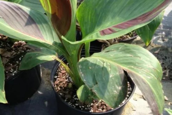 美人蕉的习性,生长期要求光照充足