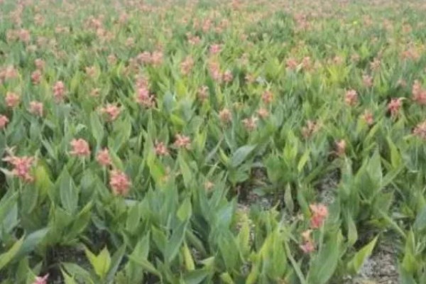 美人蕉的习性,生长期要求光照充足