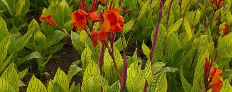 美人蕉的习性，生长期要求光照充足