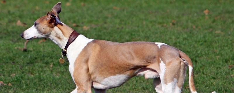 狗狗盯着主人吃东西原因,主人经常在吃饭时给它食物导致的