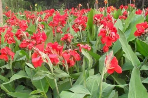 美人蕉的习性,生长期要求光照充足