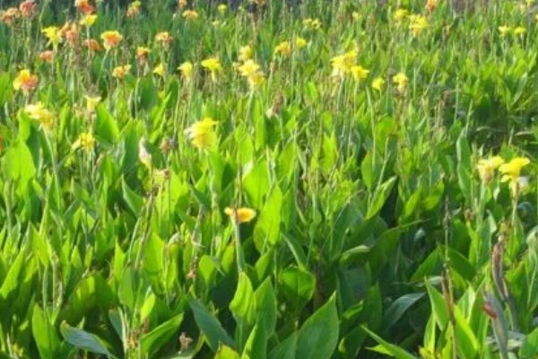 美人蕉的习性,生长期要求光照充足