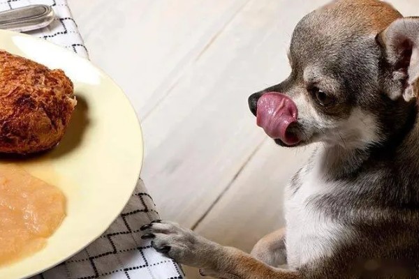 狗狗盯着主人吃东西原因,主人经常在吃饭时给它食物导致的