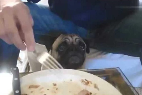 狗狗盯着主人吃东西原因,主人经常在吃饭时给它食物导致的