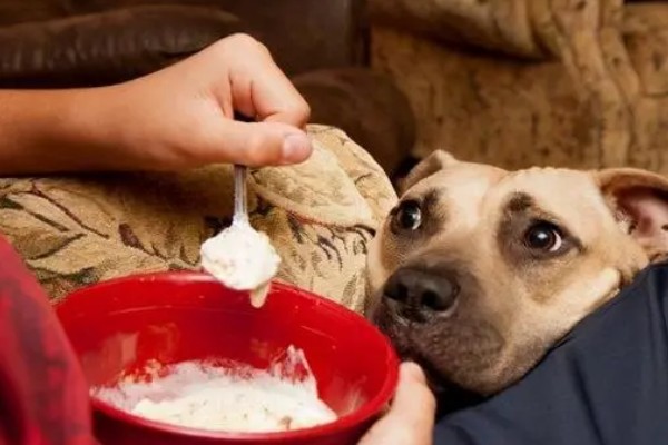 狗狗盯着主人吃东西原因,主人经常在吃饭时给它食物导致的
