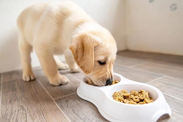 狗狗盯着主人吃东西原因,主人经常在吃饭时给它食物导致的