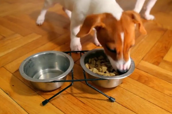 狗狗盯着主人吃东西原因,主人经常在吃饭时给它食物导致的