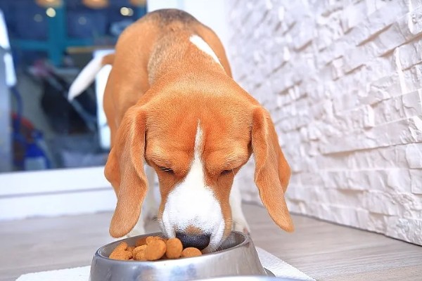 狗狗盯着主人吃东西原因,主人经常在吃饭时给它食物导致的