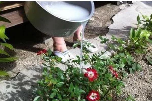 牛奶怎么浇花,用牛奶勾兑200倍的清水