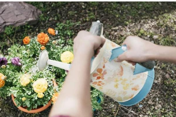 牛奶怎么浇花,用牛奶勾兑200倍的清水