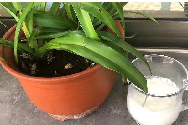 牛奶怎么浇花,用牛奶勾兑200倍的清水