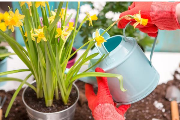 牛奶怎么浇花,用牛奶勾兑200倍的清水