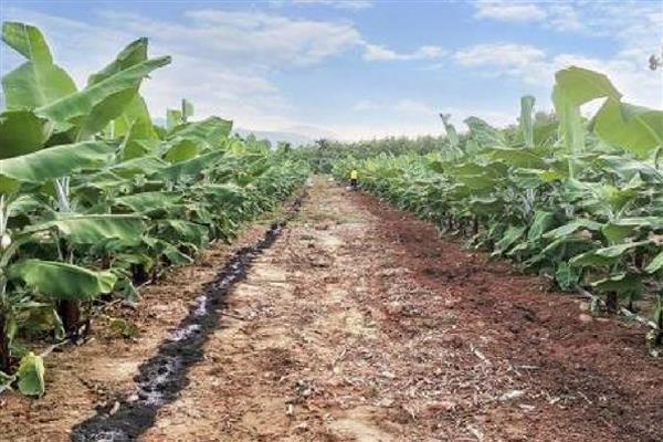 香蕉抽蕾后如何施肥，采用最传统的土培追肥法