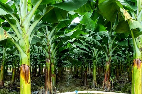 香蕉抽蕾后如何施肥，采用最传统的土培追肥法