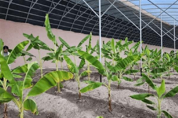 香蕉抽蕾后如何施肥，采用最传统的土培追肥法