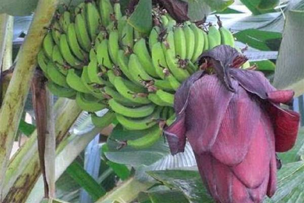 香蕉抽蕾后如何施肥，采用最传统的土培追肥法