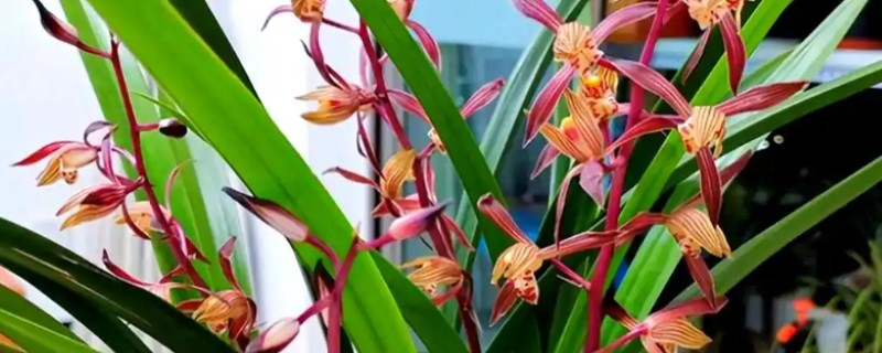 墨兰叶子上的黑点怎么治，及时将发黑严重的叶片剪掉