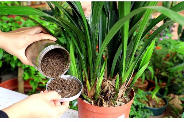 墨兰叶子上的黑点怎么治，及时将发黑严重的叶片剪掉