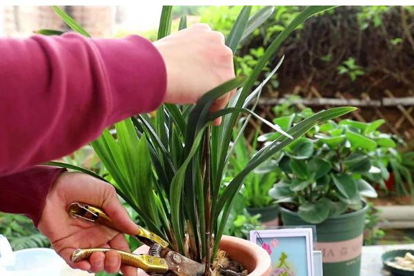 墨兰叶子上的黑点怎么治，及时将发黑严重的叶片剪掉