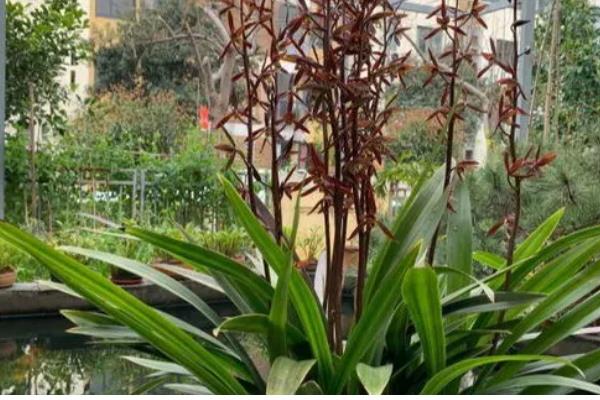 墨兰叶子上的黑点怎么治，及时将发黑严重的叶片剪掉