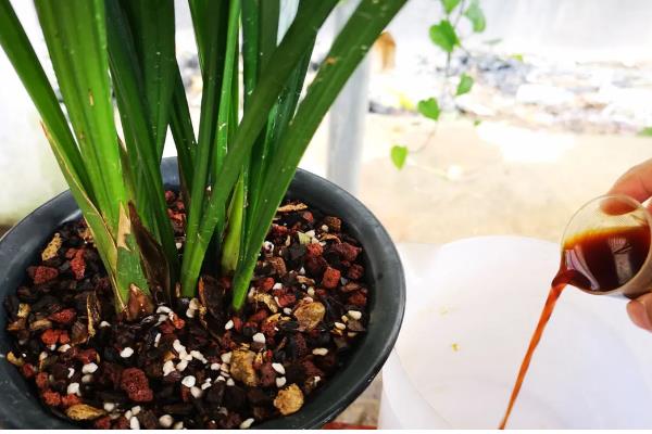 墨兰叶子上的黑点怎么治，及时将发黑严重的叶片剪掉