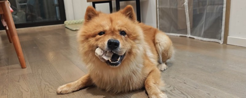 狗狗啃骨头的原因，可有助于其磨牙