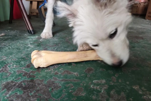 狗狗啃骨头的原因,可有助于其磨牙